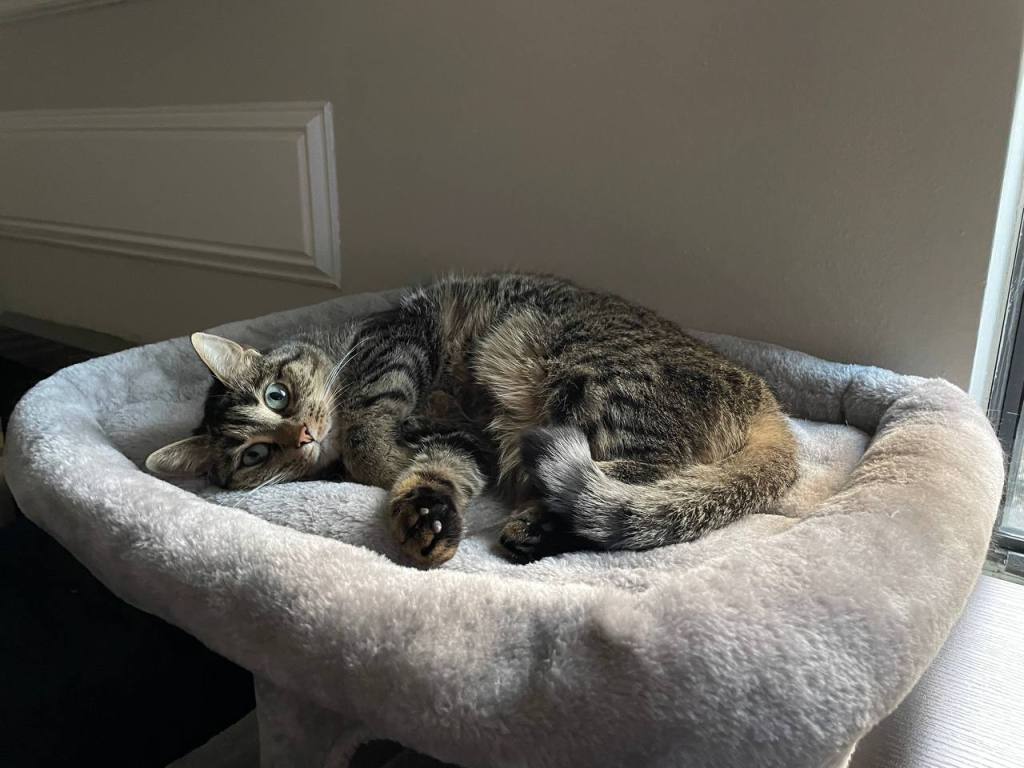 A picture of a grey tabby cat, lying on her side.