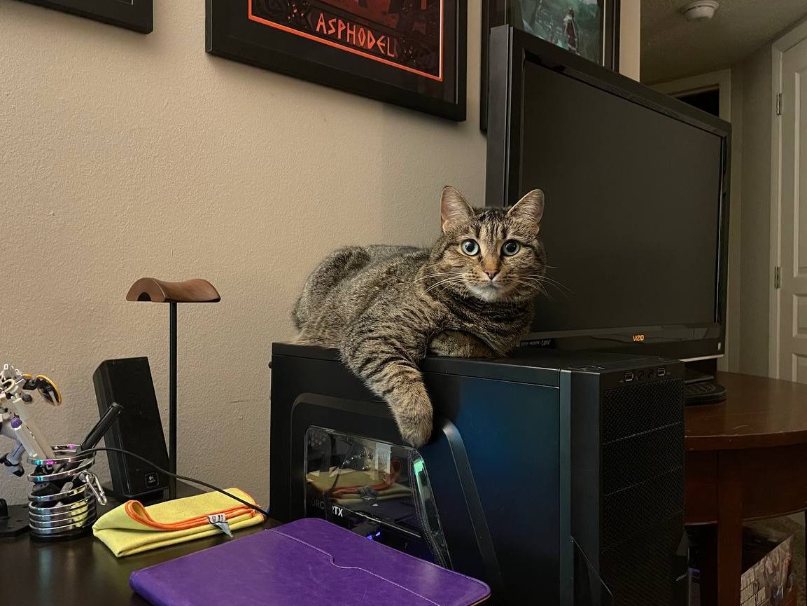 Artemis, lying on top of my computer, staring at me.