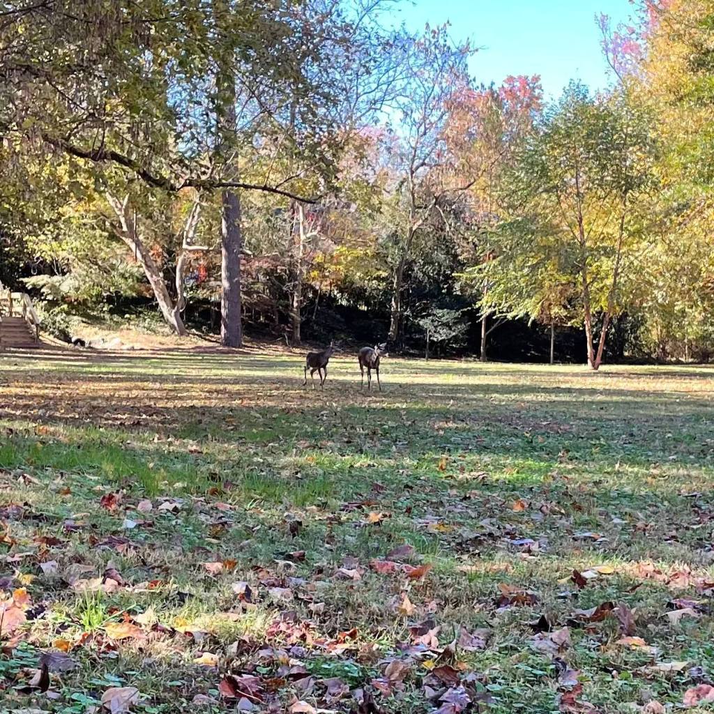 Two more deer, standing in the middle of a clearing. There are autumn leaves on the ground.