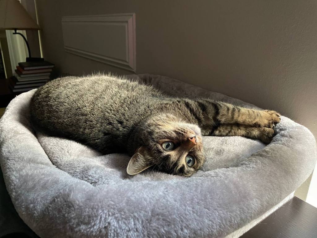 My cat, Artemis, lazing atop her cat tree.
