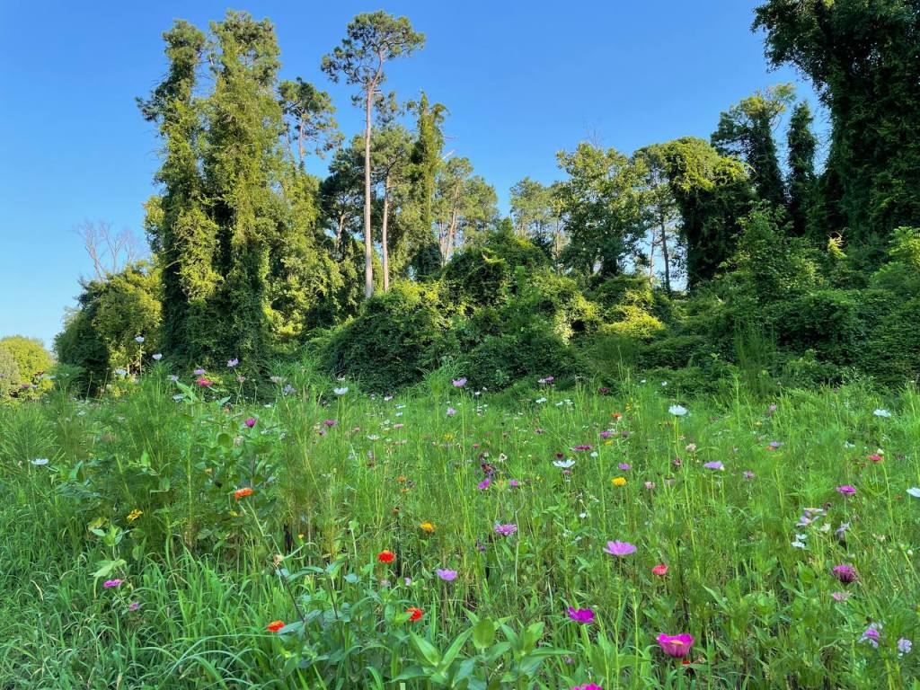 Untamed brush just off the Capital Area Greenway. There are flowering weeds in the foreground that look pretty, and ivy covered trees in the background.