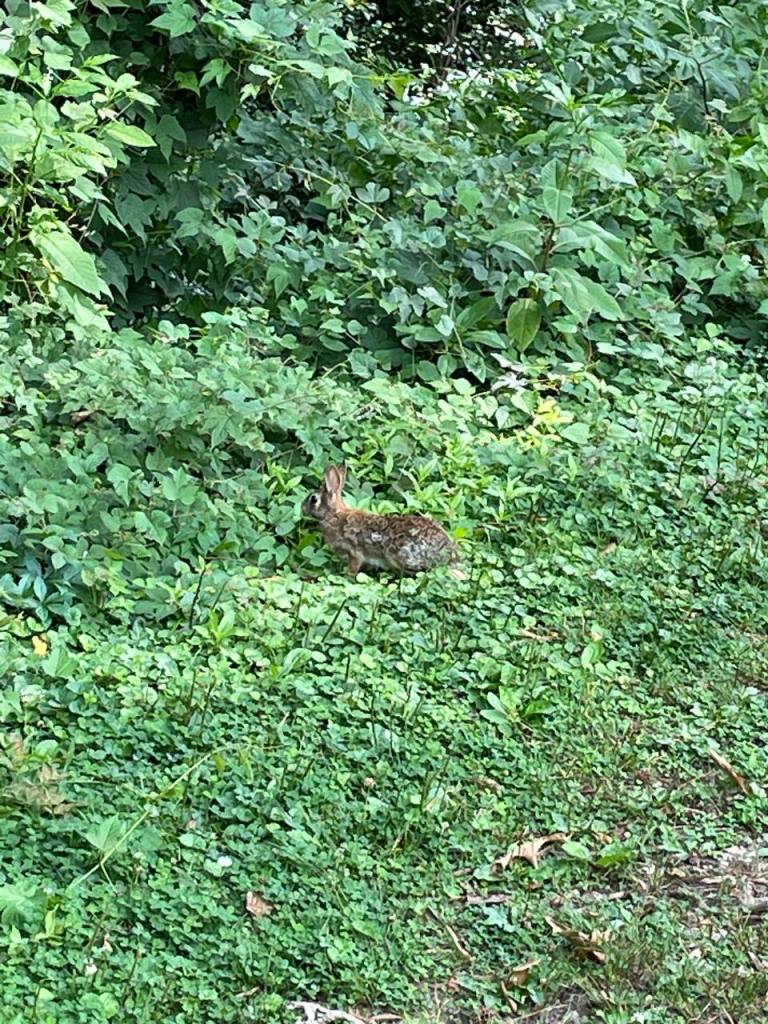 A wild rabbit, standing alert amidst some clover. Looks like good eats.