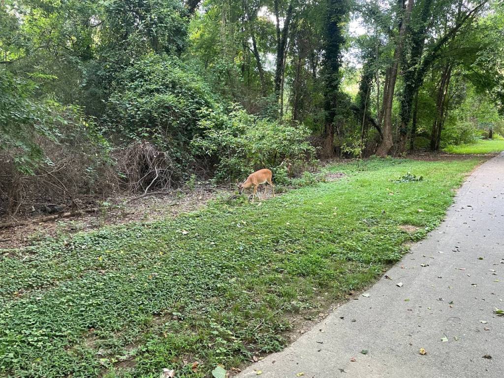A deer on the Greenway, just a few steps away from the trees.
